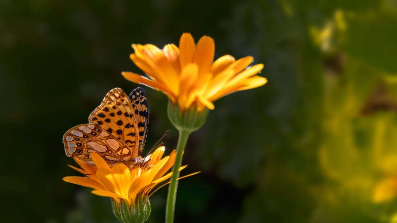 Una mariposa posada sobre flores amarillas